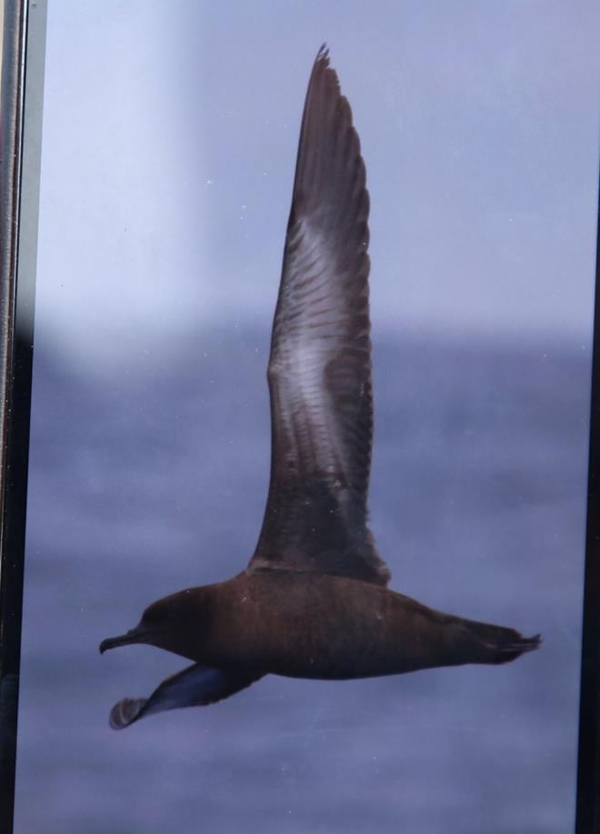 Ku gzlemcisi Murat Bozdoan da Hatay'da yapt ku gzlemlerinde ksa sre nce yine okyanus tr olan atal kuyruk mart ve imdi de kl rengi yelkovan kuunu fotoraflamaktan dolay ok mutlu olduunu syledi.