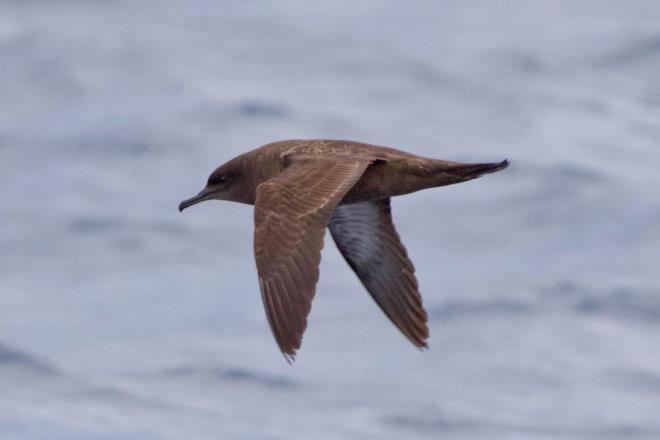 Ku gzlemcisi Yourtcuolu,  Trkiye'de kayt altna alnan 494 ku trnden 387'sinin Hatay'da bulunduunu syledi.    Hatay'n Anadolu'dan ve Avrupa'dan g eden kularn urak noktas olduunu belirten Yourcuolu, "O nedenle buradaki her sulak alan, her doal habitat ekstradan bir nem tekil ediyor." dedi.