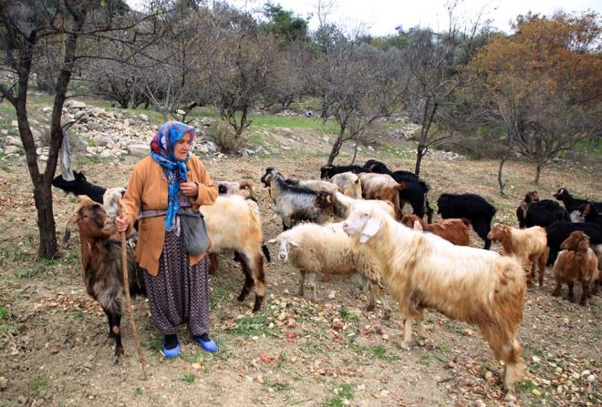 Evdeki ilerini tamamladktan sonra gnnn byk blmn beraber geirdii kei ve koyunlarna ayran Budak, hayvanlarnn bakm ve temizliiyle de ilgileniyor.