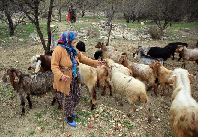 Evlad gibi bakt hayvanlarna 'Kzm', 'Oluum' ve 'Gzellerim' diye hitap eden, Budak, hayvanlarn st ve peynirinden elde ettii gelirle de hem hasta kocasna bakyor hem de farkl ilerde alan oullarna maddi destek oluyor.