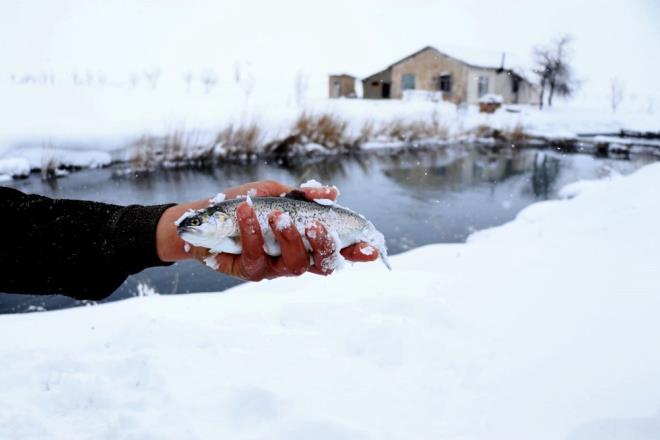 Ayn blgede ailesiyle 20 yldr balklk yapan Samet Areken de havuzlarda 84 bin balk yetitirdiklerini syledi.