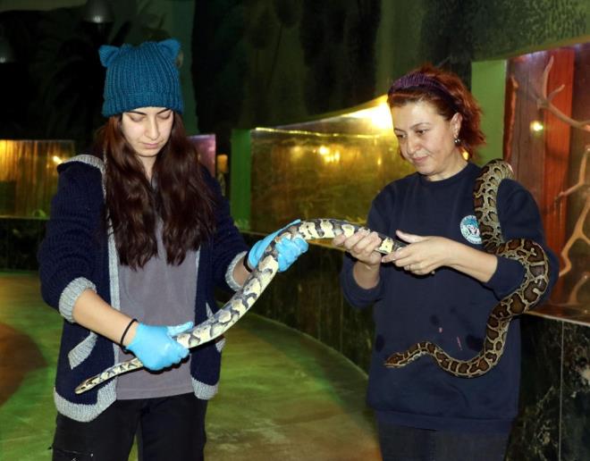 ?ANNE EFKAT LE SEVG GSTERYORUM?    Her frsatta omzuna ald ylanlar, ziyarete gelen ocuklara sevdirten Engr, unlar syledi:    "Sabah ie geldiimde yuvalarnn temizliini yapyorum. Is ve nem dengesini ayarladktan sonra veterinerlerin nezaretinde besliyoruz. Ylan bakm yaparken gzlem yapyor, ona sevginizi gsteriyorsunuz. Ylanlar birok insan tarafndan souk hayvanlar olarak nitelendirilse de btn hayvanlarda olduu gibi srngenlere de sevgi ile yaklarsanz, tehlike arz etmezseniz korkulacak hayvanlar deiller.  ocuk annesi olarak ylanlara anne efkati ile elimden geldii kadar sevgi ve ilgi gsteriyorum."