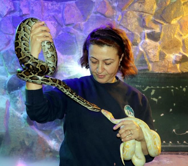 Ylanlar omzuna alarak yuvalarn temizliini ve nem deerini ayarlayan Engr, bir sre boynuna gezdirdii ylanlar daha sonra yuvasna brakyor.