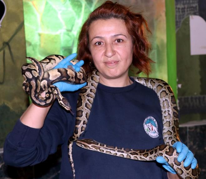 Hafta ii her gn 08.00'de ie balayan ve 17.00'ye kadar almalarn srdren Engr, aralarnda boa ve piton da bulunan 17 ylana bakyor.