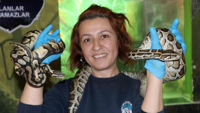 Burada grev yaparken her frsatta srngen evini ziyaret eden ve ylanlara ilgi gsteren Engr, 3 yl sonra hayvanat bahesi ynetimine bavurarak srngen evinde bakm grevlisi olarak almaya balad.