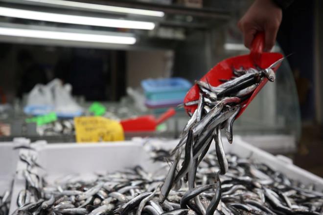 ''HAMS MD EN LEZZETL DNEMN YAIYOR"    Akakoca Su rnleri Kooperatifi Bakan Mustafa Karaka, balkln hava artlarna bal bir sektr olduunu syledi.