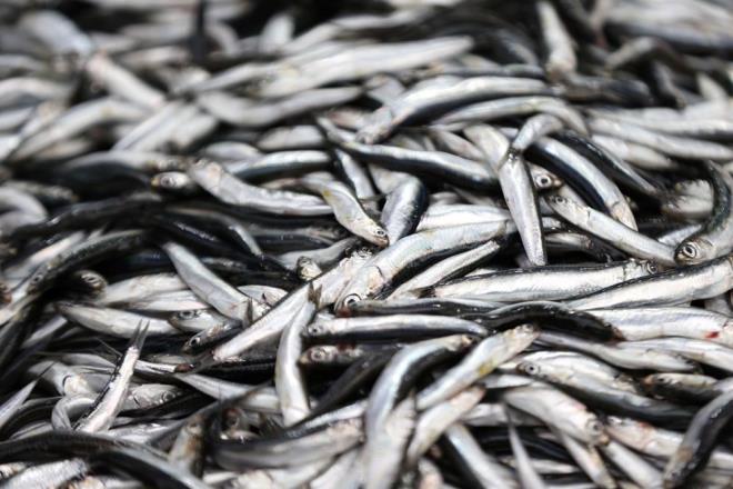 Hamsinin sezon olarak en lezzetli dnemini geirdiini anlatan Karaka, "Her baln lezzetli olduu dnem vardr. Hamsi de imdi en lezzetli dnemini yayor. u anda Bat Karadeniz'de az miktarda avlansa da tezgahlarda yerini alyor ve vatandamz taze balk yiyor" dedi.