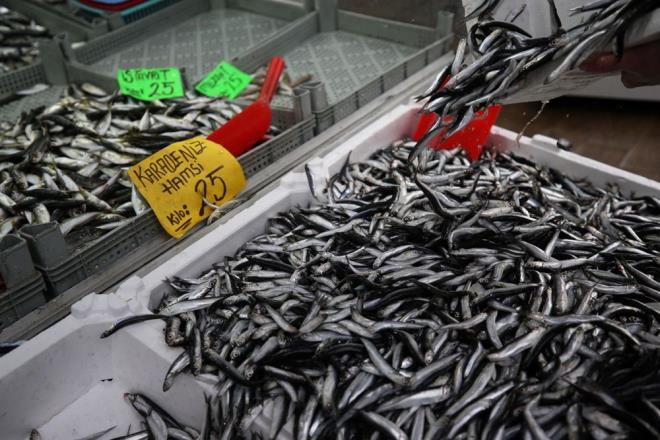 Geen hafta kilogram 30 liradan satlan hamsi, Dou Karadeniz'de bol miktarda avlanmas nedeniyle Dzce'deki tezgahlarda 25 liraya kadar geriledi.
