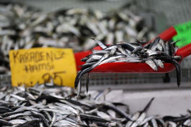 Tezgahlarda mezgit ve istavrit kilogram 25, barbun ise 60 liradan satlyor.