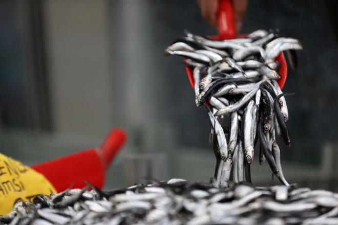 Blgede deniz suyunun soumasyla daha da lezzetlenen hamsi, vatandalardan youn ilgi gryor.