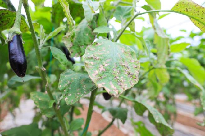 MART AYINDA FYATLAR YARI YARIYA DECEK    Antalya Ziraat Odas Bakan Nazif Alp, reticilerin yksek girdi maliyetleri nedeniyle k mevsiminde zorlandn syledi. Seray stmak ve sy bitkinin verimli olaca seviyelerde tutmak iin odun yaklmas gerektiini belirten Alp, odun maliyetlerinin artmas nedeniyle reticinin soba yakmak iin s deerinin en alt snra kadar dmesini beklediini syledi. Bitkinin lmemesi iin 3 derecede mecburen soba yaktklarn kaydeden Alp, bu durumun bahar dnemine kadar sreceini tahmin ettiklerini ifade etti.