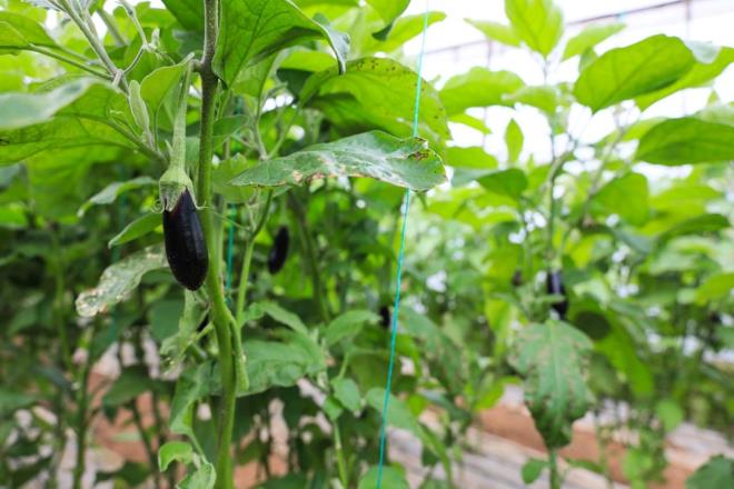 Ocak aynda hava scaklnn mevsim normalleri altnda seyretmesi nedeniyle sebze ve meyve retimi olumsuz etkilendi. Gndzleri 10 derece ve stnde seyreden, geceleri ise sfrn altna den scaklktan etkilenen bitkilerin verimi yzde 50 ile 90 orannda azald.