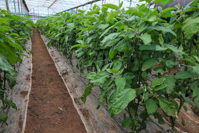 Kumluca Ya Meyve ve Sebze Komisyoncular Dernei Bakan Rahmi Akyrek, patlcann 20 liraya satlmasna ramen reticiye para kazandrmadn anlatt. Akyrek, patlcann geen yl reticiye para kazandrmamas nedeniyle bu yl genel anlamda az miktarda ekim yapldn, o ekimlerden de souk havalar nedeniyle verim alnamadn ifade etti.    Ziraat Mhendisi Semih Alpaslan ise iklim koullarnn son 1 aydr patlcan retimi iin uygun gitmediini syledi. Alpaslan, seradaki patlcanlarn 15 gnde bir hasat edildiini belirterek, rnn hasat boyutuna zor ulatn anlatt.