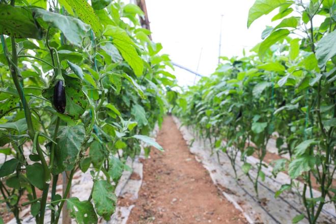"MARTTA FYATLAR YARI YARIYA NECEK"    Odun fiyatlarnn bir anda iki katna ktn anlatan Nazif Alp, fiyatlarn havalarn snnca deceini belirterek yle konutu:    ?Fideler mart ay sonuna doru canlanacak. rn kayb yzde 90'lar grd patlcanda. 1 dnm serada nceleri 400 kilo patlcan alnrd, ancak bugn 1 dnmde 50 kilo ancak alabiliyoruz. Mart ay sonlarna doru fideler canlanacak syla birlikte. retim artacak ve dengeler oturur. Sebze fiyatlar yar yarya inecek. 20 liralk patlcan 10 lira olacak."