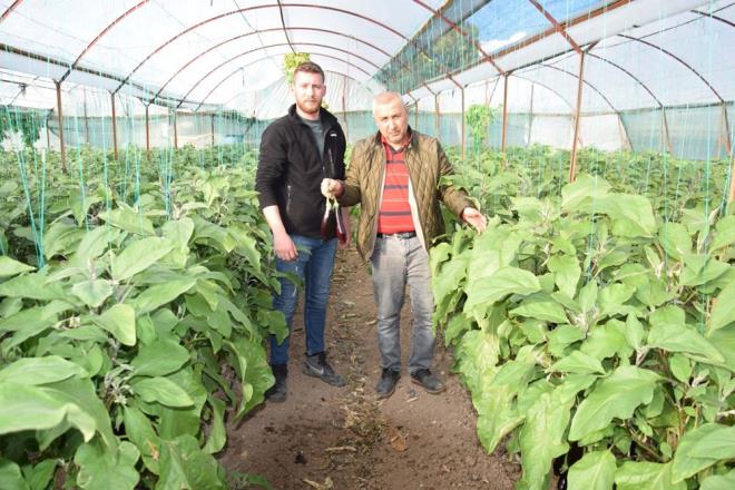 RETC KAYET    Patlcan reticisi Ramazan Kara da bu ylki retimden para kazanamadn syledi. Hava artlaryla birlikte verimin dtn ve 15 gnde bir hasat yapar hale gelindiini belirten Kara, ?Geen sene havalar lkt. En yksek fiyat 14 lirayd. O da 14 gnde 7-8 liraya dt. Bu fiyatlar tamamen scaklkla alakal. Fidelerimiz ieklenmedii ve polen yapamad iin meyve sebze alamadk" dedi.    Kumluca'da patlcan reten Cahit Hacmusaolu da para kazanamadndan dert yand. 15 gnde bir seraya girdiini ve az sayda patlcan hasat edebildiini aktaran Hacmusaolu, ?20 lira deil, u an 30 lira da olsa bizim iin hibir deeri yok. Kendimizi kurtarma ansmz sfr. Fidelerde patlcan diye bir ey yok. Meyve yok denecek kadar az. klim artlarndan, havann souk olmasndan dolay hi gelimiyor" ifadelerini kulland.