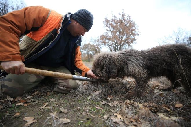 TRF MANTARI TOPLAMAK N NDEN STFA ETT    Trf mantar toplaycs Ziyafet Arslan ise talya ve Belika'dan yaklak 10 yl nce trf mantar aramasnda kullanlan zel eitimli Lagotto Romagnolo cinsi iki kpek getirttiini syledi.