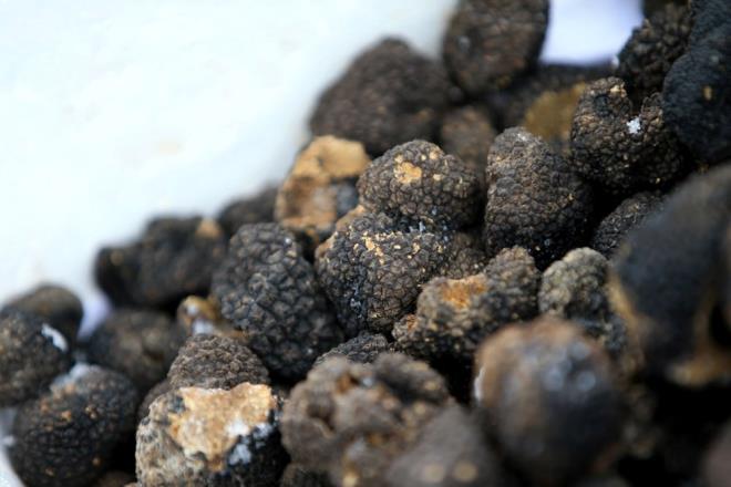 Gnde ortalama 500 gram toplanabilen trf mantar, kalitesine gre 150-800 euroya yurt dndan alc buluyor.