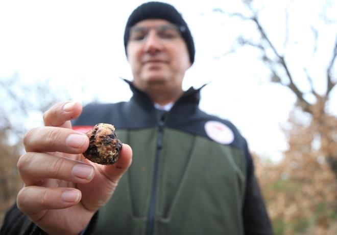 Krklareli Tarm ve Orman Mdr Mehmet Aksoy, trf mantarnn ekonomik getirisinin yksek olduunu syledi.    Bu mantar eidinin toplanabilmesi iin kurs aacaklarn belirten Aksoy, "Trf mantar zengin bitki eitliliine sahip Krklareli'nde de yetiiyor. Ormandaki mantarlarn toplanmas iin yeni alanlar amaya alacaz. Bununla ilgili kurslarmz olacak. iftilerimiz gelir kaynaklarn arttrarak hem lke ekonomisine hem de kendi ekonomilerine katk salam olacaklar" dedi.