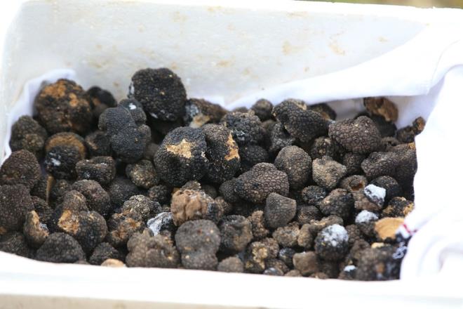 Trf mantarnn "krallarn yiyecei" olarak bilindiini hatrlatan Aksoy, "Az miktarda bulunduu ve besleyici olduu iin trf ok kymetli. Suudi Arabistan, ngiltere, Fransa gibi lkelere ihra ediyoruz. Mdrlmzn alamasyla topraa enjekte edilen misellerden oluan mantarlar kpekler yardmyla profesyonel kiilerce toplanyor. Sonra da ihracatn yapyorlar" diye konutu.