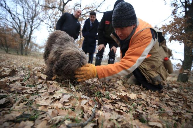 Uzun yllar stanbul'da zel bir hastanede fizik tedavi uzman olarak grev yaptn anlatan Arslan, hobi olarak balad mantar toplaycln meslek haline getirerek 10 yl nce asl iinden istifa ettiini aktard.