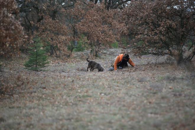 Trf mantarnn yetitii alanlara zel eitimli kpekleriyle giden toplayclar, ormanlk alanda trf mantar bulabilmek iin gnde yaklak 25-30 kilometre yol katediyor.