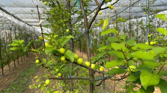 Fertlerinin hepsinin ziraat mhendisi olduu As ailesi, k mevsiminde erik yetitiriyor. ubat ba itibariyle erik hasadna balayan Mustafa Kutay As, senede bir ton erik elde etmeyi planladklarn syledi.