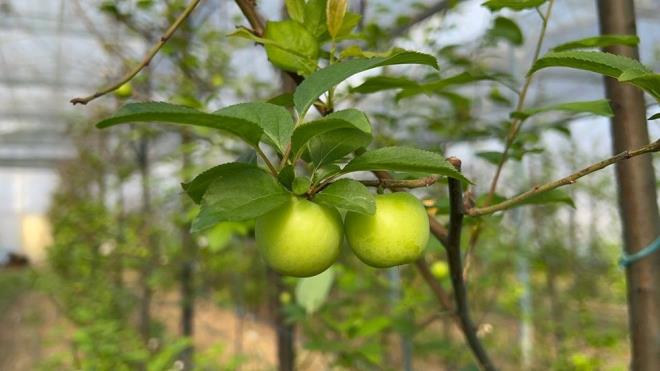 K mevsiminde erik retimi yapan ve ubatn ba itibariyle hasada balayan Mustafa Kutay As, "Aalarmza 12 ay boyunca bebek gibi bakyoruz. Akll seramzda toprak ve sera scakln stma sistemi kullanarak ayarladk ve erken hasad mmkn kldk. Fakat bunu baarmak bizim iin olduka maliyetli oldu. Istma iin kullandmz yaktn masraf bu sene k aynn lkemizde ok sert gemesinden dolay 200 bin liray buldu. Bu sene bir ton civarnda bir rn bekliyoruz" dedi.