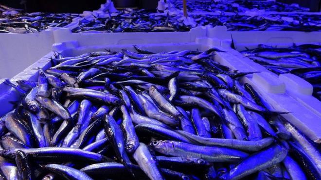 Tezgahlarda u gnlerde hamsi bolluu yaanyor.