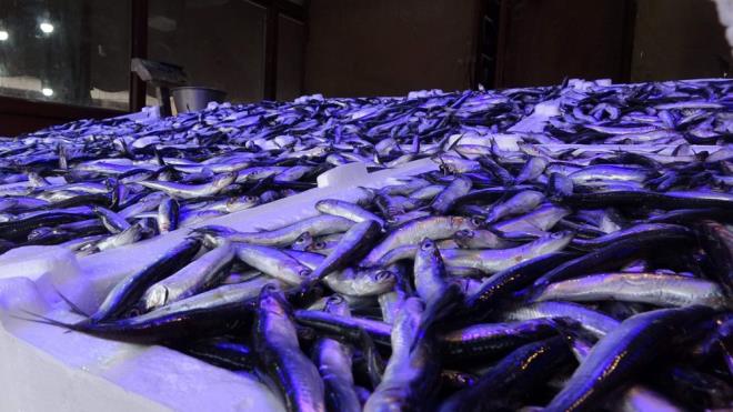 Sezonu kasm ve ubat aylar arasnda olan hamsi, Trkiye'de en ok avlanan balk trlerinin banda geliyor.