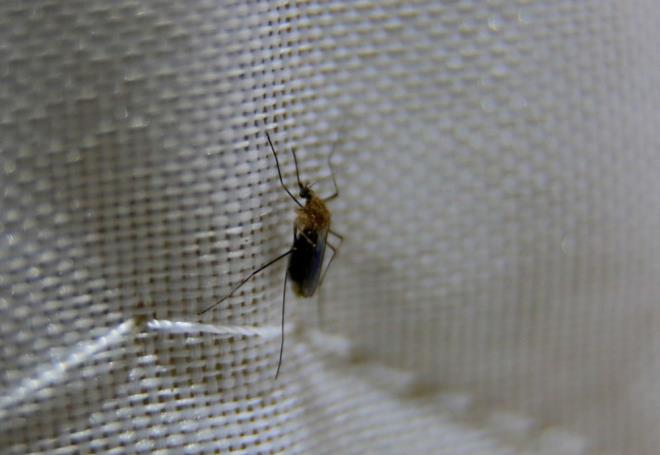 Troyano, "Bu nedenle krmz renk, sivrisineklerin konaklarn bulmalarna yardmc olmak iin kullandklar birka ipucundan biri olabilir" eklinde konutu.    Entomolog Timothy Best ise, krmz renginin kanla ilikilendirildiini ancak sivrisineklerin bu nedenle rengi sevmesinin olas olmadn syledi.