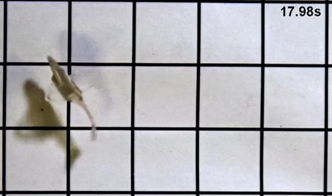 ABD?de yer alan Harvard niversitesi tarafndan yaplan yeni bir aratrma, insan kalp hcrelerinden yaplan ve tpk bir balk gibi yzen canl bir robot-baln yapay kalplerin nn aabileceini ortaya koydu.    Sz konusu "biyohibrit", pompalayan bir insan kalbindeki kas kaslmalarn, kuyruunu yan yana iterek yeniden oluturdu.