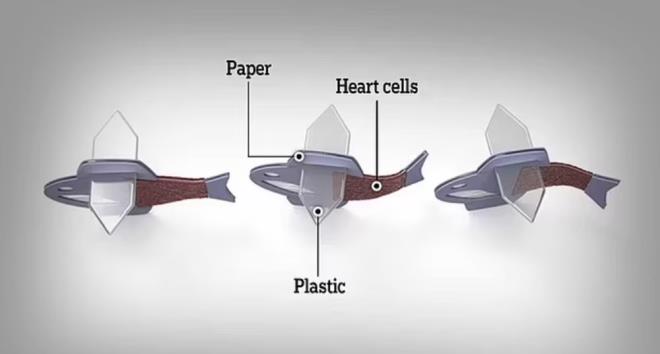 KK HCRE NEDR?    Dier taraftan, bilim insanlar, biyohibrit balklarn insan kk hcrelerinden elde edilen kardiyomiyositlerden (kalpte kaslma kuvveti oluturmaktan sorumlu hcreler) oluturdu. Kk hcre, kas hcrelerinden beyin hcrelerine kadar vcutta zel hcre tiplerine dnme yeteneine sahip zel insan hcrelerine deniliyor.