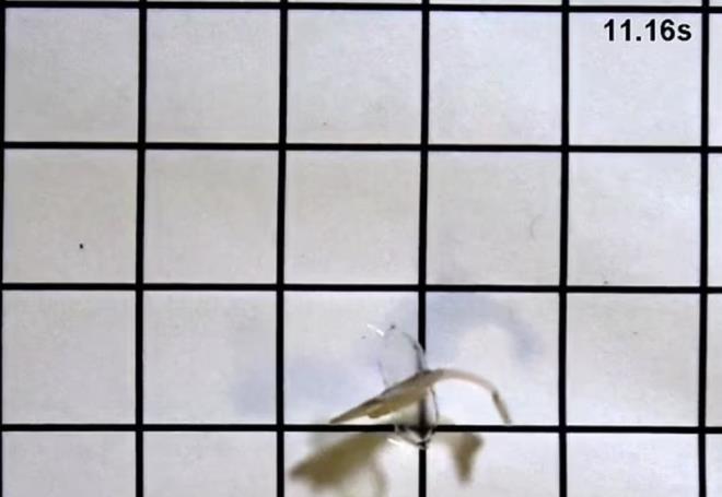 nceki cihazlardan farkl olarak, biyohibrit balk, kuyruk yzgecinin her iki tarafnda birer tane olmak zere iki katman kas hcresine sahip. Bu sayede kas hcrelerinin bir taraf kasldnda, dier taraftaki geriliyor. Aratrmaclara gre insan mdahalesi gerektirmeyen bu 'kapal dng sistemi' 100 gnden fazla srebiliyor. Etkileyici bir ekilde, kardiyomiyosit hcreleri olgunlatka, baln kas kaslma genlii, maksimum yzme hz ve kas koordinasyonu ilk ayda artt.