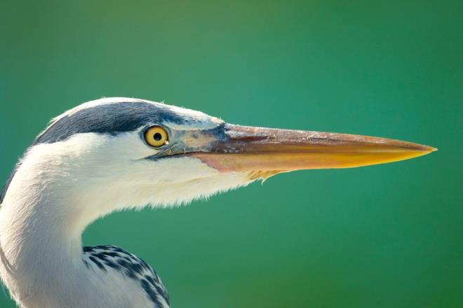 mam Fatih Ylmaz, 10 yldr fotorafa ilgisinin olduunu, daha ok doa fotoraflar ektiini syledi.    Son birka yldr ku gzlemciliine de yneldiini anlatan Ylmaz, "Kular tanmaya baladm. Yaklak 150 ku trn fotorafladm. zin gnlerinde zmit Krfezi'ndeki sulak alana gidiyorum. Orada kamuflaja yatarak, 2-3 saat ierisinde kular gzlemliyorum ve fotoraflyorum. Sabah namazndan sonra 2-3 saat ierisinde ekmeye alyorum" diye konutu.