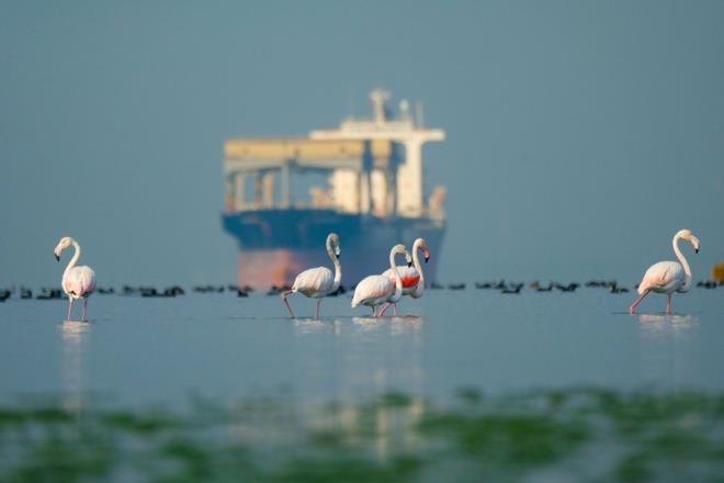 Ylmaz, Bursa'da bir frncnn sokak hayvanlarna ekmek verdiini, bunun ksa filmini ekerek insanlarda farkndalk oluturmak isteini kaydetti.