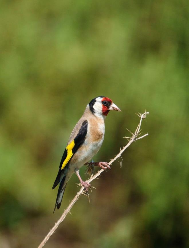 Ylmaz, fotoraf ekmenin kendisi iin tefekkr arac olduuna iaret ederek, "Doadaki ayrntlar fark ettike Allah'a olan hayranlm katbekat artyor" dedi.