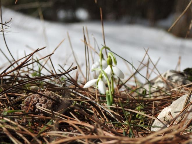 Manisa'nn ehzadeler ilesinde 1517 rakml, 120 eidin stnde endemik bitkiyi barndran Spil Da Milli Park'nda havalarn biraz yumuamasyla birlikte karlar erimeye balad ve baharn mjdeleyicisi olan kardelenler iek at.    Spil Da Milli Park?nda her yl ilk cemreyle birlikte aan kardelenler, bu yl da ilk cemrenin dmesinden birka gn ncesinde karlarn iinden aarak, grsel len oluturdu.