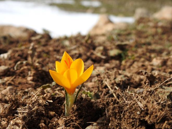 Spil Da Milli Park ierisinde sar ve beyaz olmak zere iki ayr renkte kardelenlerin iek atn kaydeden Spil Da Milli Park Mdr Halil Ernalac, ?Manisa ve zmir arasnda farkl flora ve faunasyla adeta cenneti andran Spil Da Milli Parkmzda baharn mjdecisi olan sar ve beyaz kardelenler iek at. Baharn mjdecisi kardelenler, cemreden bir hafta nce ya da bir hafta sonra da aabiliyorlar.? dedi.