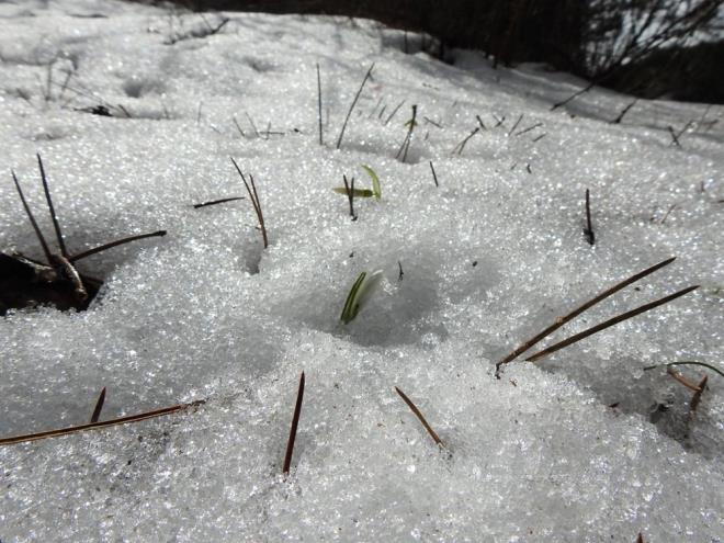 KOPARMANIN CEZASI 109 BN LRAYA YKSELD    Doa Koruma ve Milli Parklar yetkilileri, kardelenlere zarar verildiinin tespit edilmesi halinde idari para cezas uyguluyor.    Biyolojik eitlilii tahrip edenlere geen yl evre Kanunu'na gre 80 bin 460 lira uygulanan idari para cezasnn, bu yl 109 bin 593 liraya ykseltildii renildi.