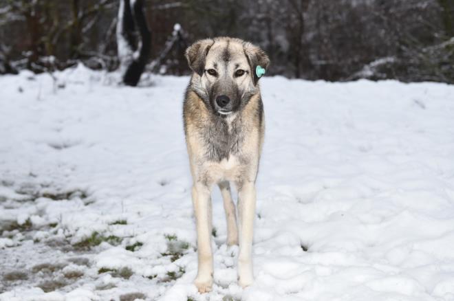 Szde deil zde duyarllk  <br>  Bykehir Belediye Bakan Alinur Akta da Doanc Baraj yaknlarndaki karla kapl alanda yaplan besleme faaliyetlerine bizzat katld. Bursa?da sahipsiz sokak hayvanlarna ynelik rnek duyarllk gsterildiini kaydeden Bakan Akta, Bykehir Belediyesi olarak bu hassasiyete szde deil zde sahip olduklarn hatrlatt. Kar yann ulamda aksamaya yok amamas iin youn mesai harcadklarn, yan devam ettii kentin yksek kesimlerindeki almalarn ise srdn ifade eden Bakan Akta, 'Bunun yannda tabii can dostlarmz da ar k artlarndan olumsuz etkilendi. Bu dnemde yiyecek temininde zorlanan can dostlarmz yalnz brakmyoruz. Bu konuda vatandalarmzdan daha fazla duyarllk bekliyoruz' dedi.