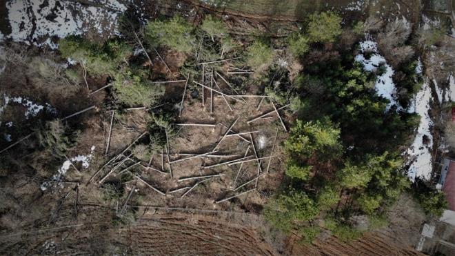 Bursa'da bir kii Milli Emlak'tan kiralad arsada 100 yllk 100 tane am aacn kesti.