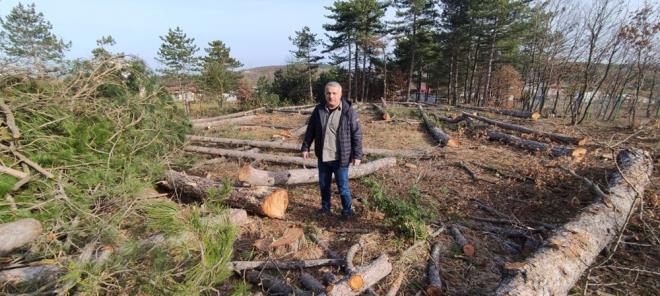 Kesilen aalar yerinde inceleyen DOADER Ynetim Kurulu yesi Murat Demir, burada yapt aklamada unlar syledi:  <br>  "Nilfer Atlas kynde orman katliam yaand ihbar zerine blgeye geldik. Grdk ki Milli Emlak?tan Atlas kynde arsa kiralayan vatanda arsadaki 100 yllk 100 adet am aacn kesmi, muhtemelen buradaki aalar keserek buraya bir konteynr yerletirip ba evi yapacak."