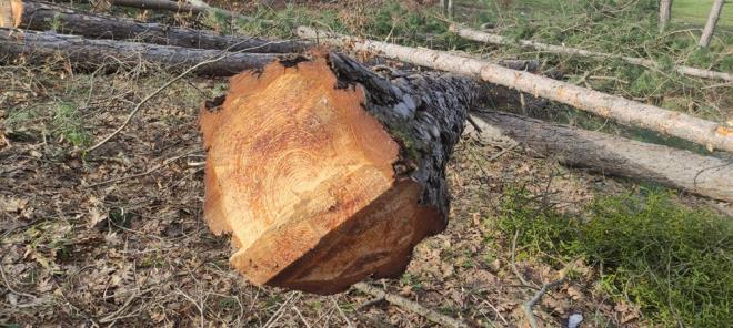 "KESMEK N ZN YOK DENLD"  <br>  Daha fazla aa katliamnn nne geen Atlas Ky Muhtar Mustafa Bilgi, "Yetkili yerleri aradk. Sorduk, 'izni var m' diye. zni olmad sylendi. Biz de halk olarak mdahale ettik. Burada 300 adet am aac var burann tamamen talan edilmesini istemiyoruz" eklinde konutu.