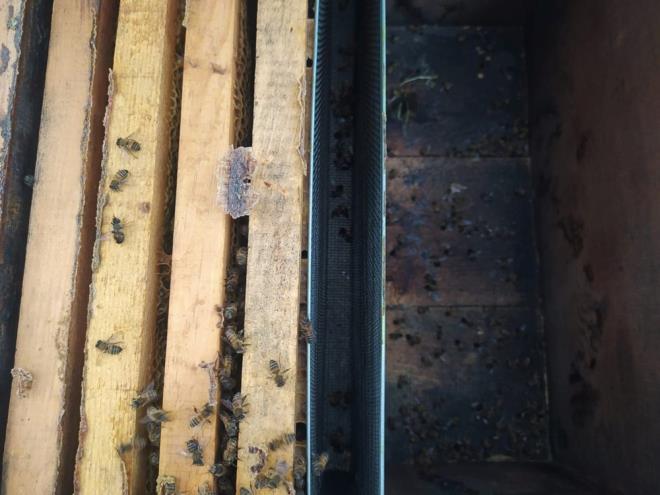 Ar lmlerinin nedeni, laboratuvar tetkiklerinin ardndan belli olacak.