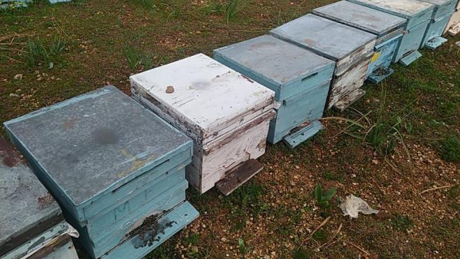 400 kovandan oluan arlarn yars 2 gn iinde telef oldu. Kunt, arlarnn denetimsiz zirai ilalama yznden ldn iddia etti.