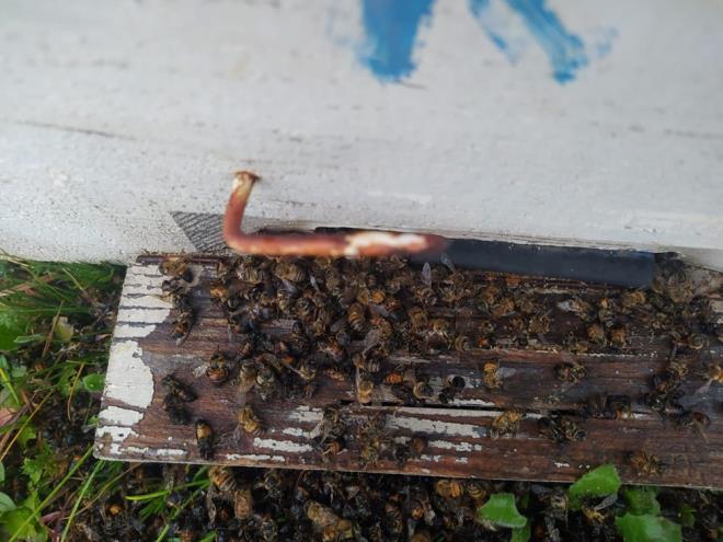 alma balatan ekipler, sz konusu kovanlardan numune ald.    Tarm ve Orman l Mdr Muhammet Ali Tekin de konuyla ilgili inceleme balattklarn belirtti.