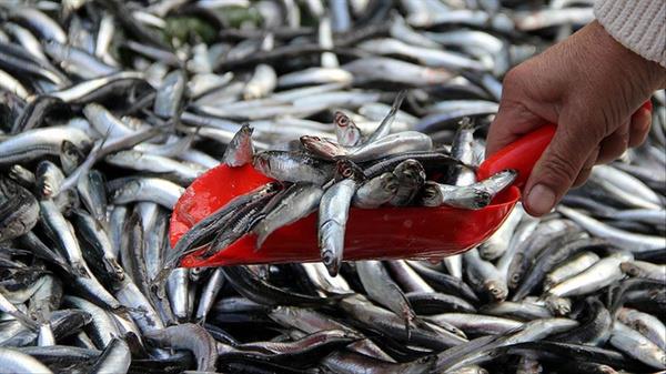 Kararla i balk teslimlerindeki toptan/perakende ayrm kaldrlarak bu rnlerin yzde 1 KDV'ye tabi tutulmas saland. Ancak, i yerinde mterilerin masasna ve evlere piirilerek balk servisi yaplmak suretiyle gerekletirilen hizmetler ile ekmek aras balk satlarnn, "yemei pakette satan veya dier ekillerde yemek hizmeti sunan yerlerde verilen hizmetler" kapsamnda deerlendirilerek yzde 8 KDV'ye tabi tutulmas gerekiyor.