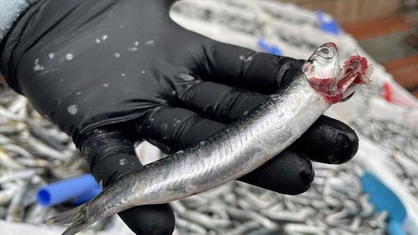 Balk gibi baz gda maddelerini hem i olarak hem de piirerek satan iletmelerde uygulanmas gereken KDV oran nasl hesaplanmal?