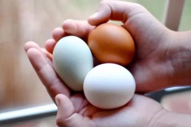 1- Yumurtann iinde "hava odas" denen bir holuk vardr.