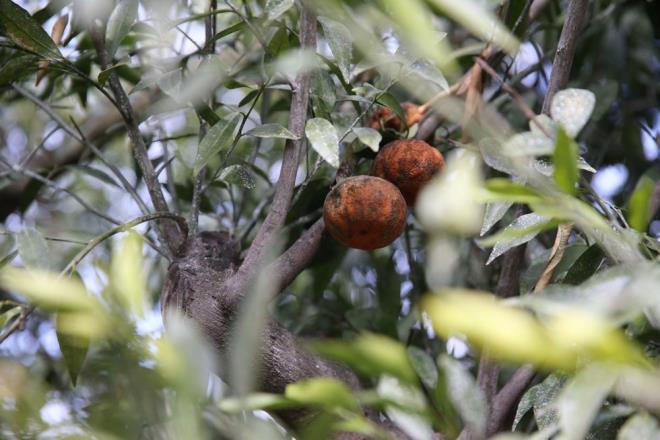 "KLOSU 2 LRAYA IKTI"    Yurt ii ve yurt dndan olduka talep gren Bodrum mandalinasnn bu trle rekabet edemediini nk u anda lkede en ok tketilen mandalina trnn satsuma olduunu syleyen Kocadon, "Bizimki daha ok butik bir rn haline geldi. Daha az retiyoruz. Amacmz satsuma piyasada azald zaman devreye girip daha iyi fiyata satmak. Geen yl bahede kilosu 75-80 kurutu. Bu yl ise 1,5-2 liraya kt. Bu bizim iin avantaj" dedi.